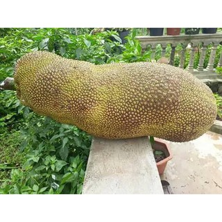 Mít Malaysia trái dài quả nặng 30-40kg
