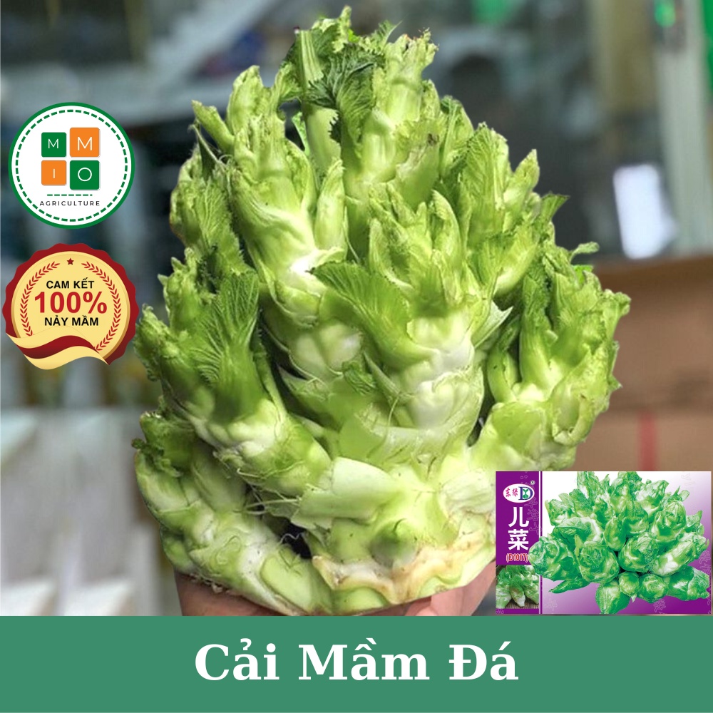 Hạt giống cải mầm đá Đài Loan, thơm ngon giàu dinh dưỡng