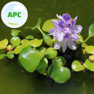 Bèo Tây - Lục Bình- Pontederiaceae - Phụ kiện trang trí hồ thủy sinh , tiểu cảnh , hòn non bộ