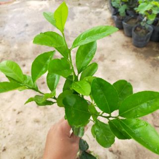 Cây giống Chanh Tứ Quý