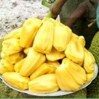 Cây giống mít changgai,mít thái siêu sớm