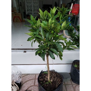 Cây hạnh ngọt tắc ngọt thái