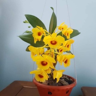 🍀BAO CHẤT🍀Hoa Lan Sơn thủy tiên đang nụ ( bảng sẵn treo giá rẻ nhất)