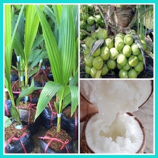 Cây giống dừa sáp chuần f1 đặc sản trà vinh