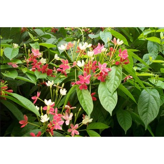 Hạt giống hoa sử quân tử 16k/ 20 hạt