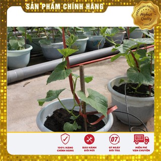 Bộ gói hạt giống Dưa chuột thái