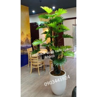 Cây Cọ xoắn Dáng thế cao 1m8 - Cây Giả