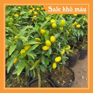 Cây quất ngọt |Tên Shop Mới