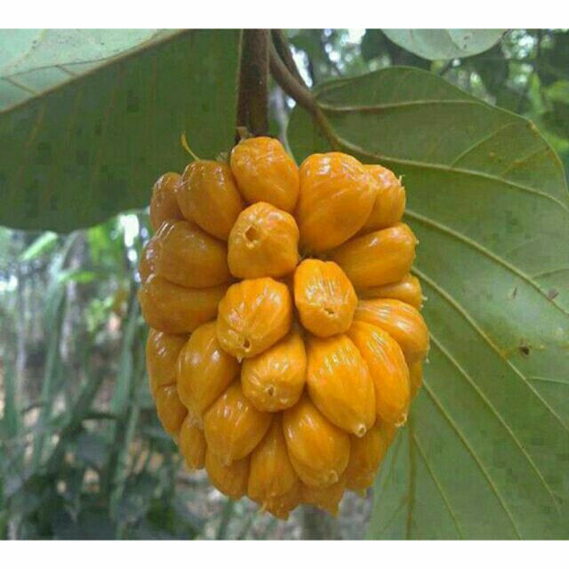 MÍT TỐ NỮ CÂY GIỐNG