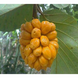 Mít tố nữ cây giống
