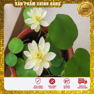 Hạt Giống Sen Mini Nhật LUCKY SEEDS (5 hạt)