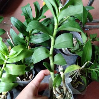 Hoa phong lan phi điệp 5 cánh trắng