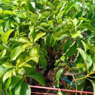 Cây bơ giống