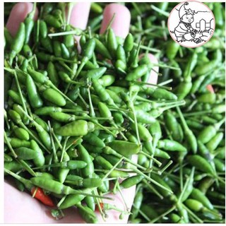 HẠT ỚT XIÊM XANH - GÓI 0.1 GRAM