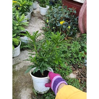 Cây hoa cúc thân gỗ (cúc trường thọ - cúc vạn niên) - Trang Flowers