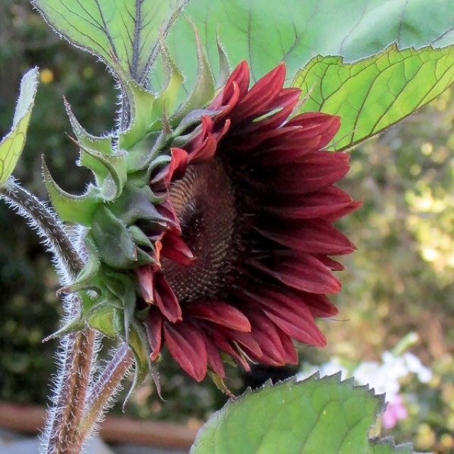 100 H- Hạt giống hướng dương nhung đỏ F1 (red velvet sunflower)