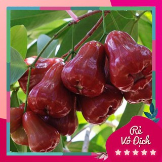 Cây roi đỏ, cây roi giống, roi đỏ giống - caygiong-f1