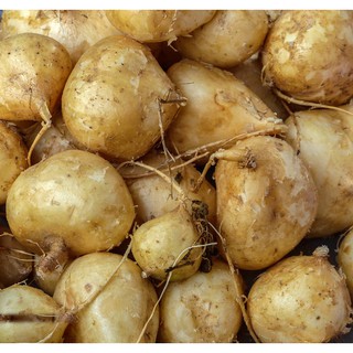 [SALE] Hạt giống củ đậu cao sản - 40 hạt