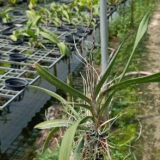 Peru ghép gỗ trưởng thành