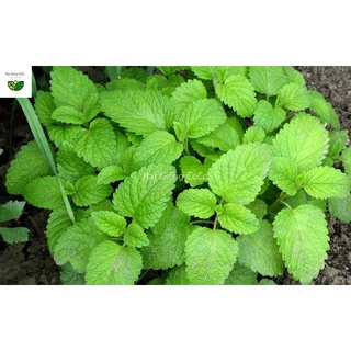 Hạt Giống Húng Bạc Hà Âu - Húng Lủi Âu Gói 100 Hạt