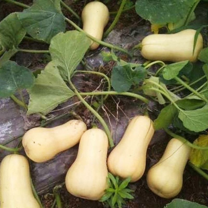 Hạt_Giống_Bí_Ngô_Mật_Butter 15 hạt ( tặng kèm kích mầm và phân bón )