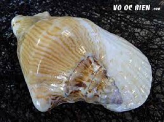 Ốc bẹ tròn