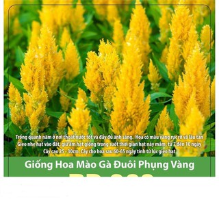 Hạt Giống Hoa Mào Gà Đuôi Phụng Vàng Gói 20 Hạt