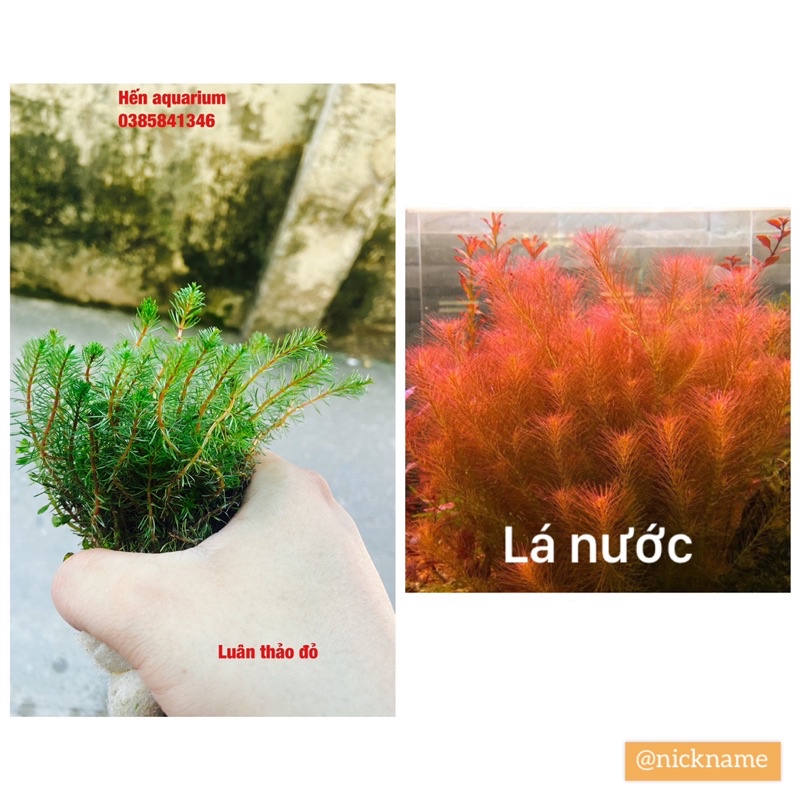 Cây thuỷ sinh luân thảo đỏ - siêu khoẻ và dễ sống combo 8️⃣ k /10 cây