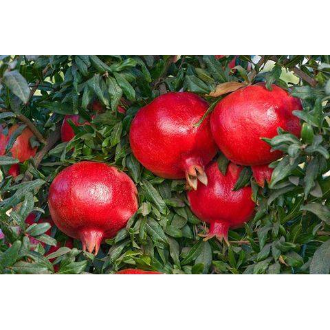 Hạt Giống Lựu Lùn Đỏ Đậm Ấn 10 hạt - tặng kèm hướng dẫn ươm hạt