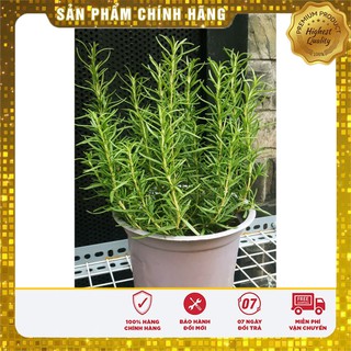 Hạt Giống Cây Hương Thảo 10 Hạt