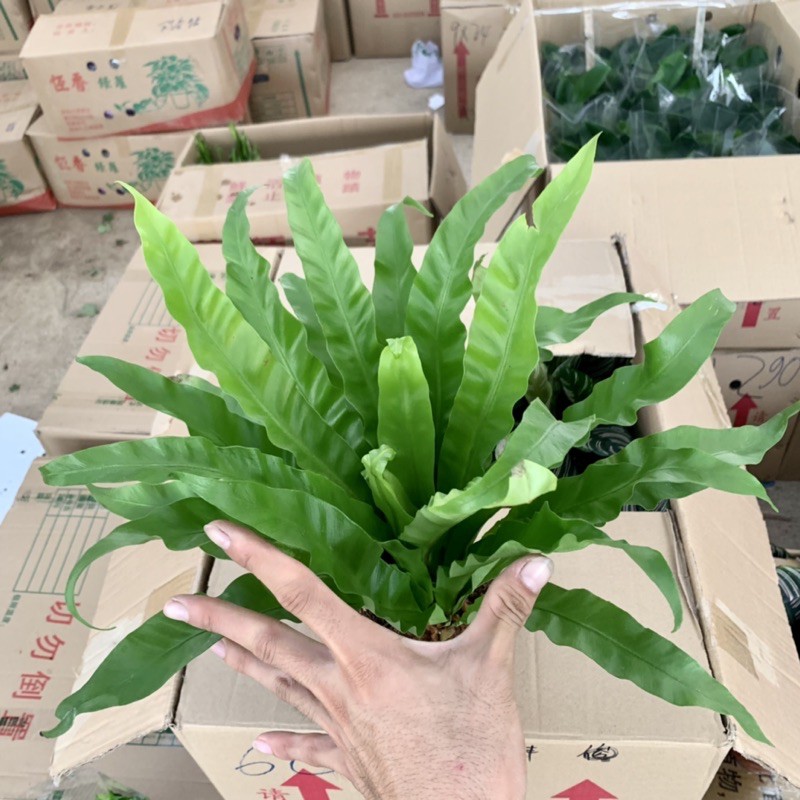 Cây tổ yến để bàn cao 30cm, bụi cây cực dày lá, rất dễ trồng và chăm sóc, cây phong thủy để bàn và trang trí nội thất