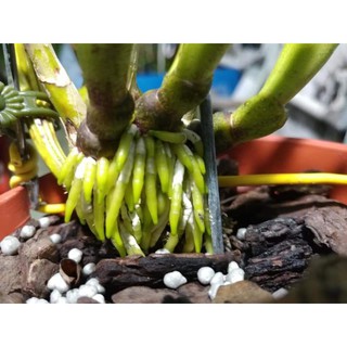 SIÊU RA RỄ BIO ROOT [50ml]