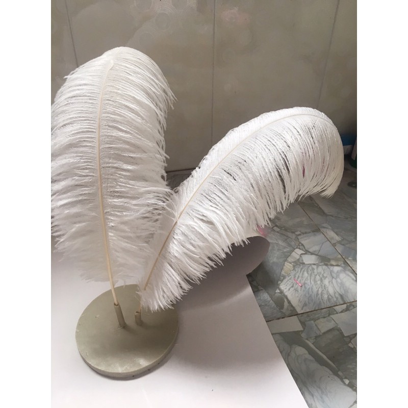 Lông vũ, lông Đà điểu size 55-60cm