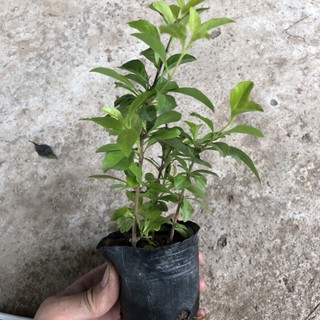Cây Chuỗi Ngọc Trồng Bịch Cao 20cm Nhiều Ngọn Xum Xuê Lá Đẹp Trang Trí Hàng Rào