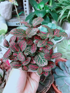 Cây Cẩm Nhung (lá may mắn)