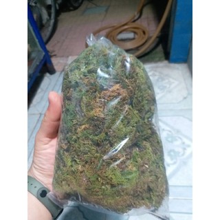 Rêu rừng phơi khô, trồng lan, lót nền cho cua ẩn sĩ( 100g )