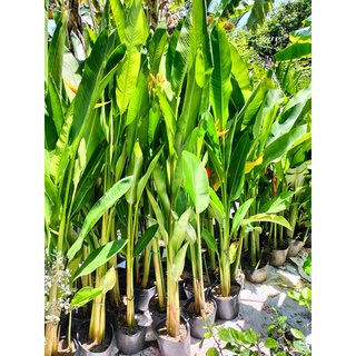 Cây chuối thiên điểu - Cây Xinh Bách Thảo