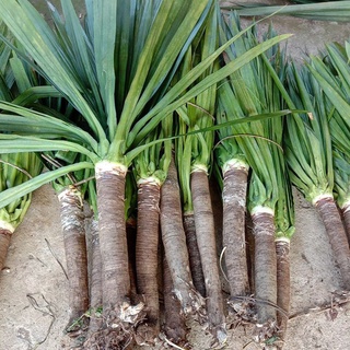  Cây Phát Tài Núi Thân Mập Cao 1 mét đến1.5 mét 