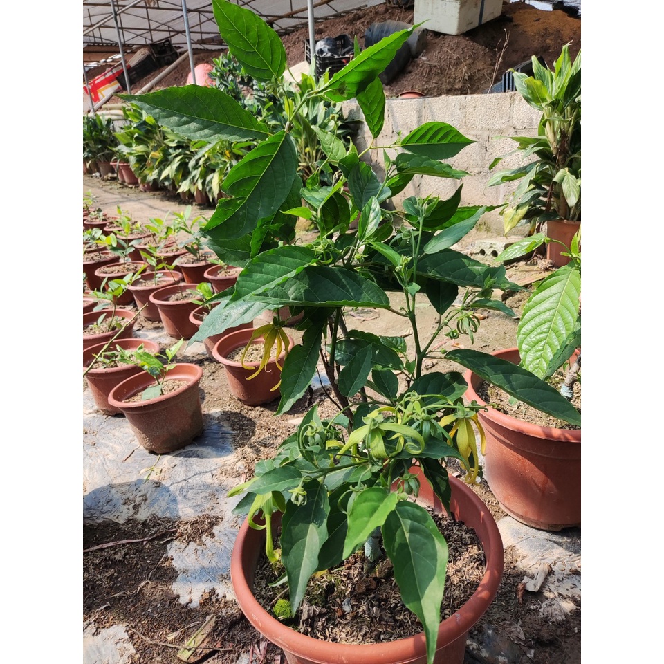 Hoàng Lan Lùn - hay gọi lan công chúa hương thơm ngọt dịu cây cây cho ra hoa quanh năm