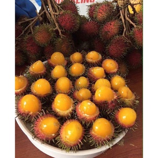 Cây giống chôm chôm ruột vàng siêu sớm