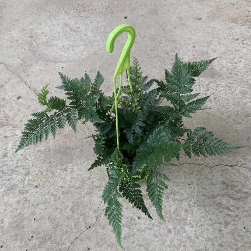 Cây dương xỉ mỹ trồng chậu treo bán kính 25cm, nhiều lá xum xuê tươi tốt quanh năm, trồng trang trí sân vườn và nội thất