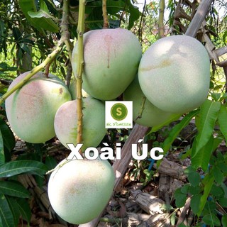 Cây Giống Xoài Úc Trái Nhiều Và To