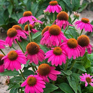 50 Hạt giống hoa cúc tím (Echinacea purpurea)