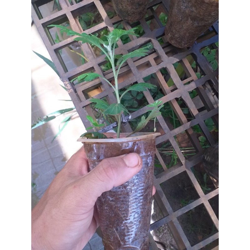 Cúc Tiểu Thư, Cúc trồng lâu năm, dễ chăm dễ sống, ko sâu bệnh dành cho người mới chơi