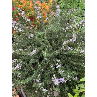 Cây Hương Thảo rủ (Giống Hàn Quốc) - Rosemary