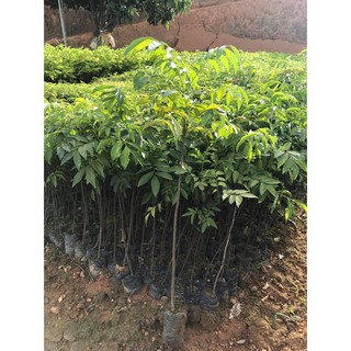 Cây mắc mật nướng chả (móc mật)