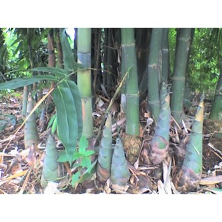 Cây giống măng tre bát độ