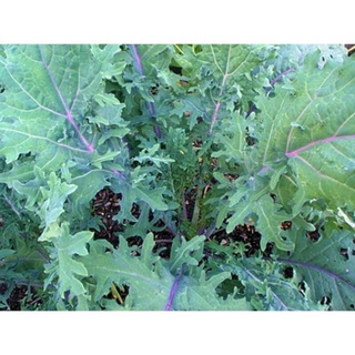 hạt giống cải kale đỏ mỹ 100h