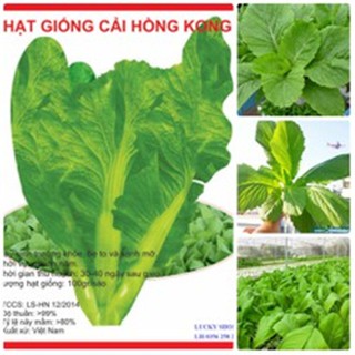 Hạt giống cải canh Hồng Kong