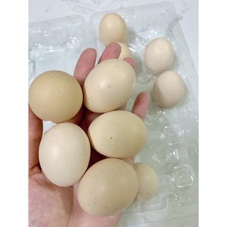 Vỉ 10 trứng Gà Ta sạch